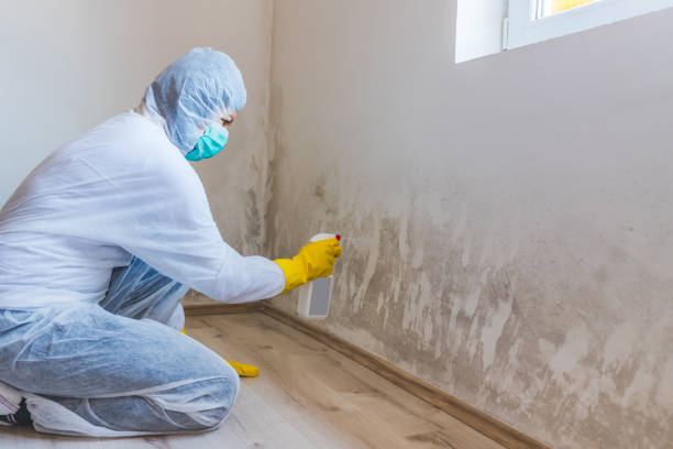 Licensed Black Mold Removal service in Bulverde, TX - WQB Mold Removal