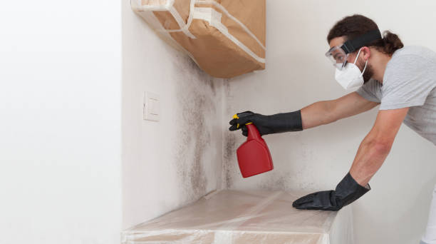 Professional Black Mold Removal technician working in Bulverde, TX