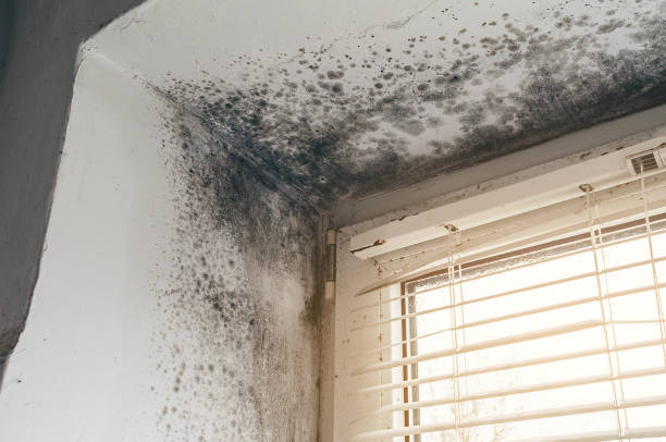 Affordable Black Mold Removal solutions in Bulverde, TX